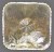 Heavy Web Square Bowl