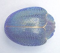 SCARAB SHELL in Blue!.