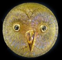 Owl in Amber