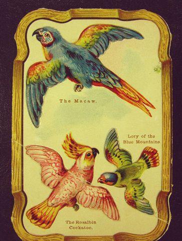 PARADISE SODA'S Trading Card Front.